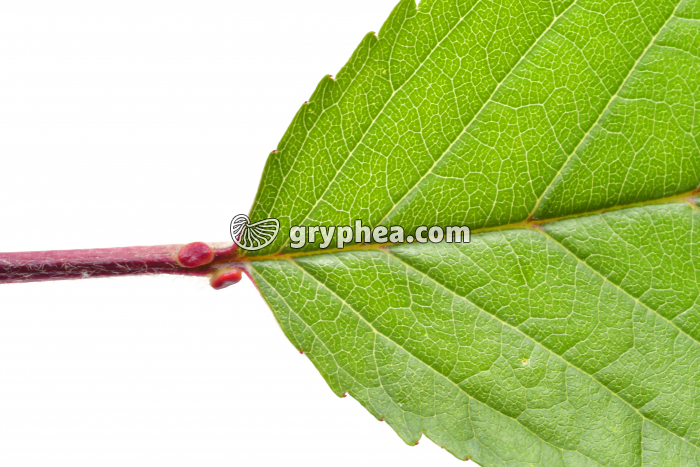 Merisier - pétiole et base de la feuille (Prunus avium) - gryphea.com